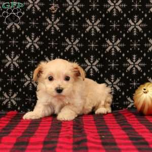 Joy, Maltipoo Puppy